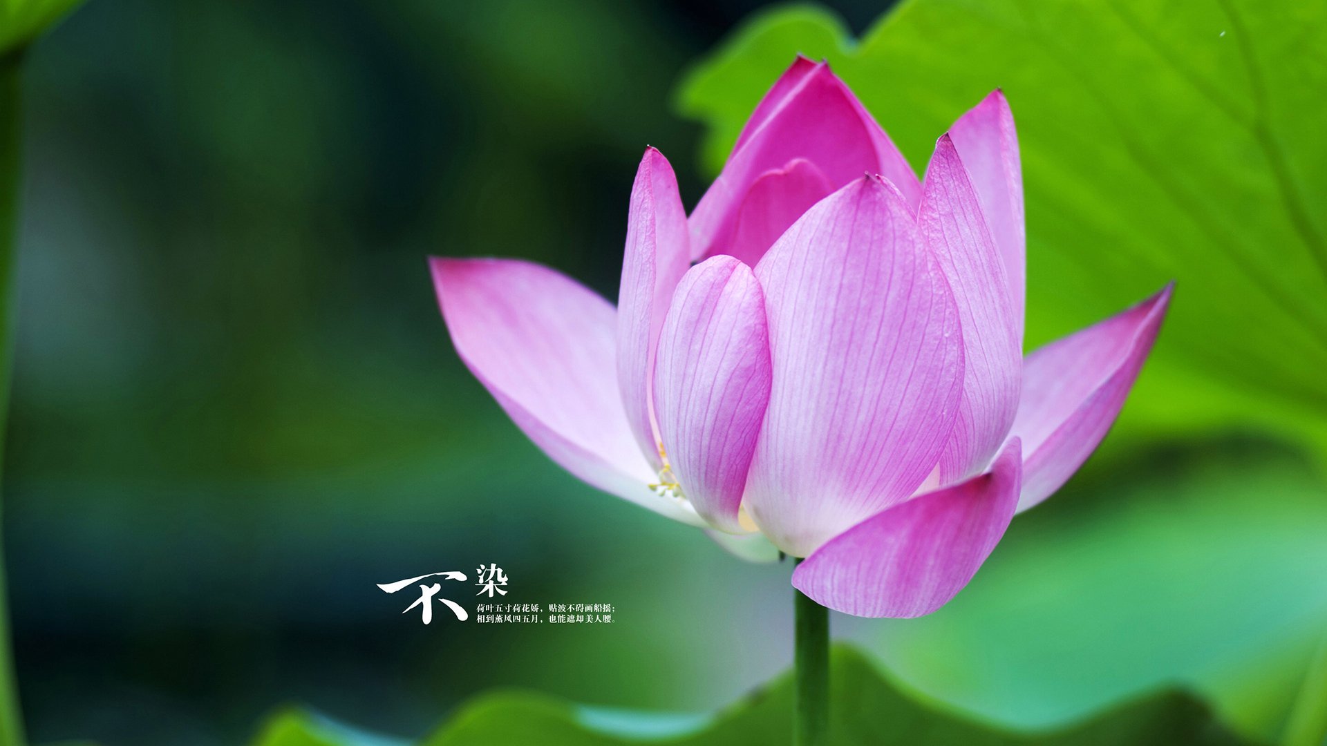 广东队内线支柱缺阵影响攻防节奏，广东队进攻战术