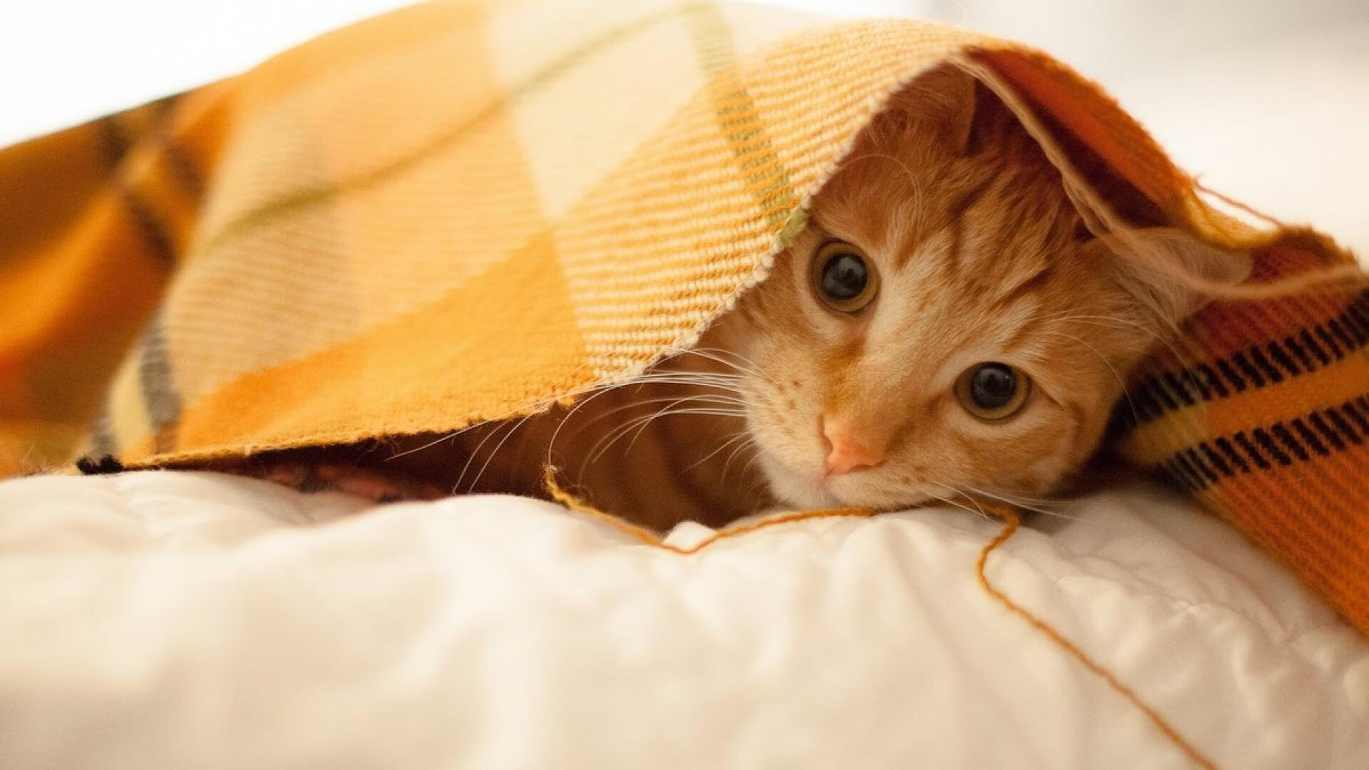 新疆男篮新赛季注重培养后备力量提升竞争力，新疆男篮现在集训情况如何