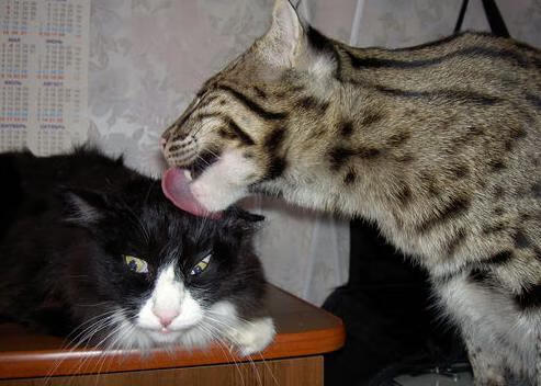 九游娱乐-塔特的速度与突破为袋鼠队带来源源不断的进攻机会