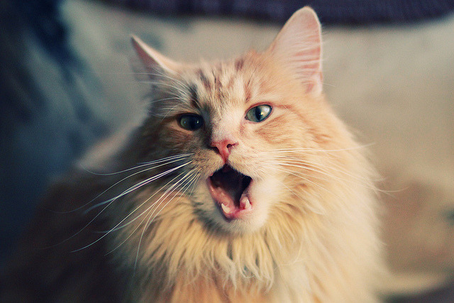 女子4×200米自由泳接力美国队展现团队精神,女子4×100米自由泳接力决赛