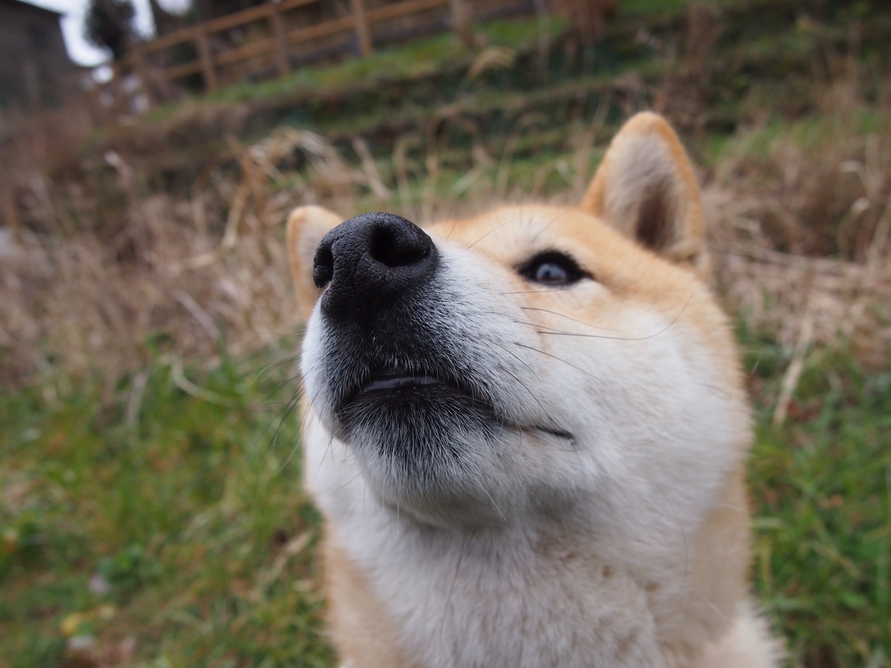 新兴女子橄榄球市场吸引力巨大,英格兰女队成最大赢家,女子橄榄球队排名